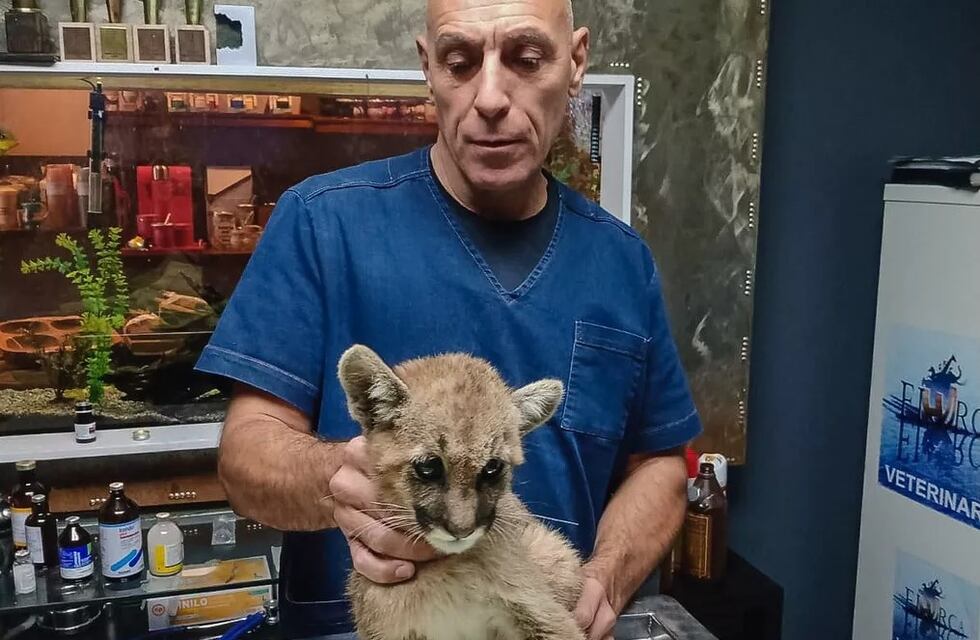 Así fue el rescate de una pequeña puma que estaba atrapada en una pileta en San Juan