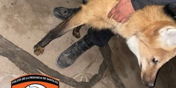 Rescataron a dos aguará guazú de un campo