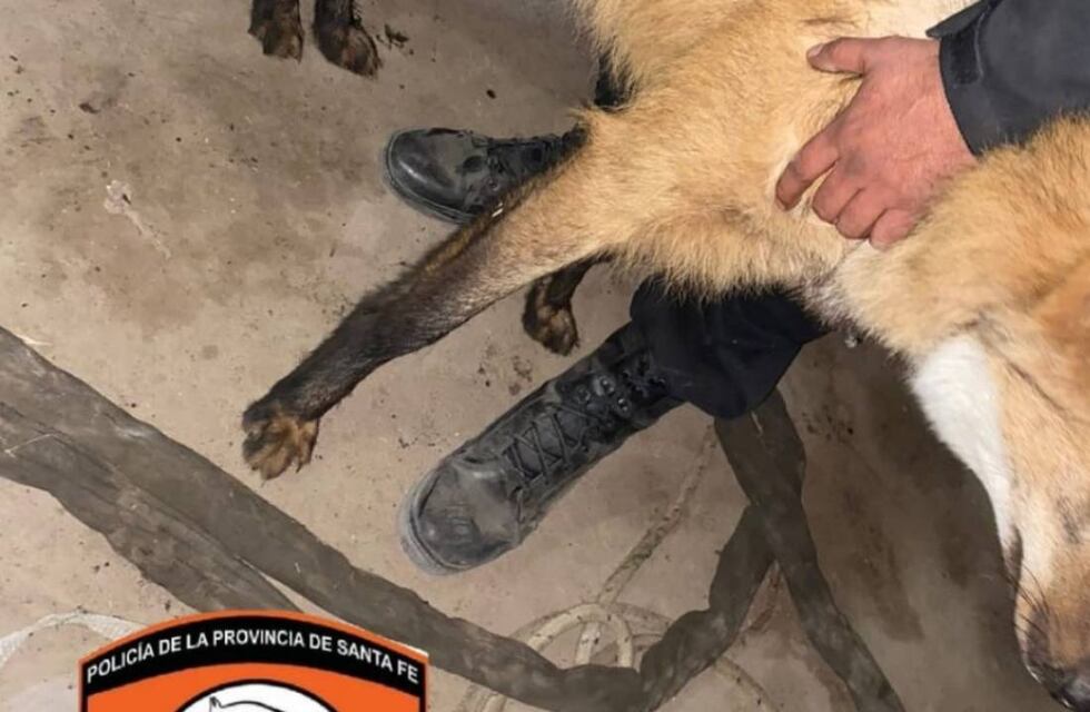 Rescatan a dos aguará guazú que eran tenidos como mascotas en un campo