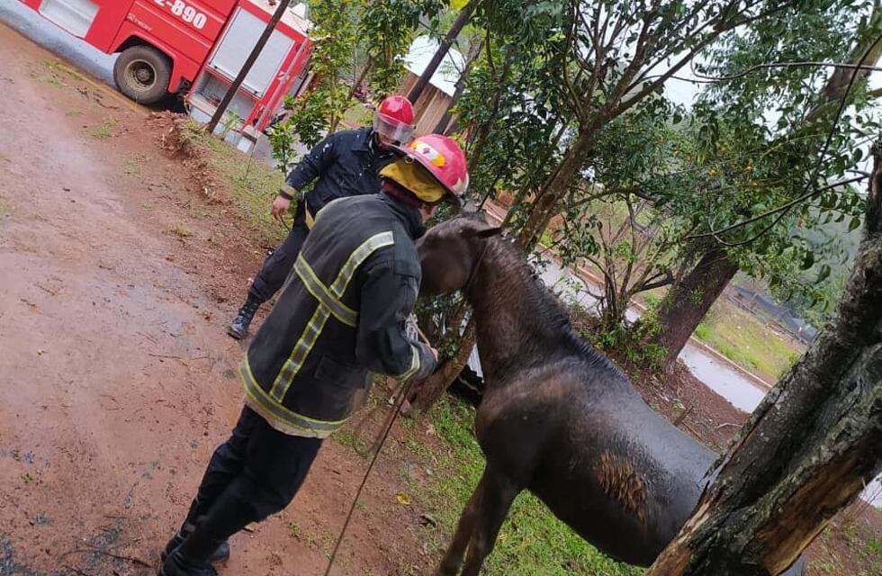 Paraje Dos Hermanas: rescataron a un caballo que cayó a un pozo