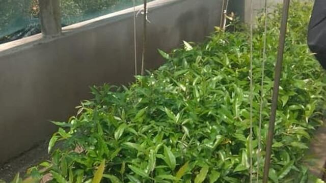 Las acciones del programa consiste en asistir y capacitar a productores de plantas y viveros de venta al público locales.