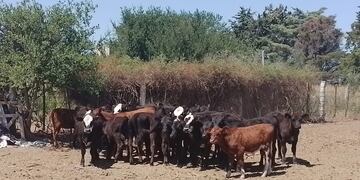Recuperaron 21 terneros raza Angus y Hereford en Arroyito y Transito