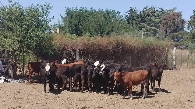 Recuperaron 21 terneros raza Angus y Hereford en Arroyito y Transito