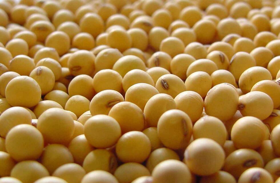 Granos verdes en la produccion de soja 2023