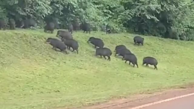 Captan a un grupo de pecaríes camino al aeropuerto de Puerto Iguazú.