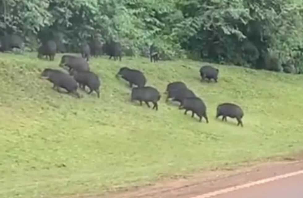 Captan a un grupo de pecaríes camino al aeropuerto de Puerto Iguazú