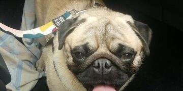 Berlín, el perrito encontrado muerto tras un confuso episodio en San Antonio de Arredondo. (Foto: gentileza Ariadna Herman).