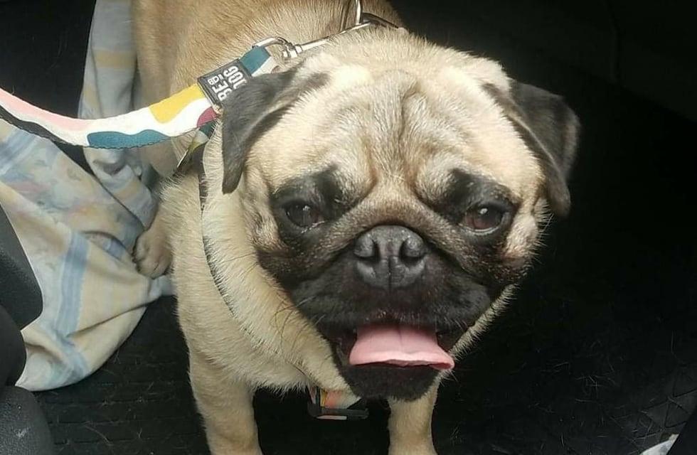 Berlín, el perrito que fue encontrado muerto luego de un confuso episodio en San Antonio