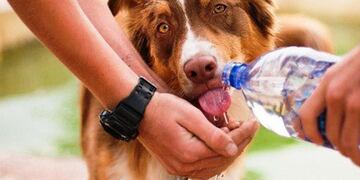Cómo prevenir los golpes de calor en los perros.