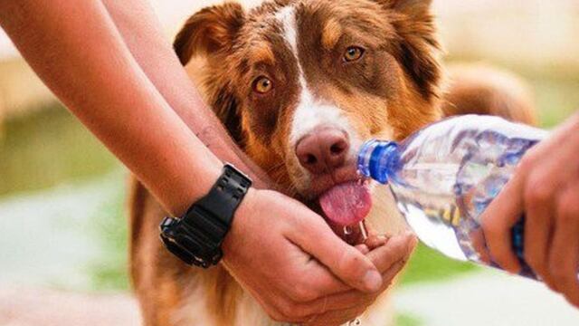 Cómo prevenir los golpes de calor en los perros.