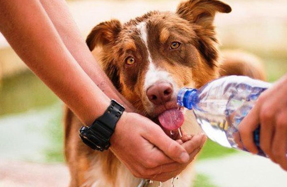Golpe de calor en los perros: cómo evitarlo y qué tratamientos son esenciales para su bienestar