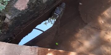 Rescatan un Yacaré del patio de una casa en Posadas.