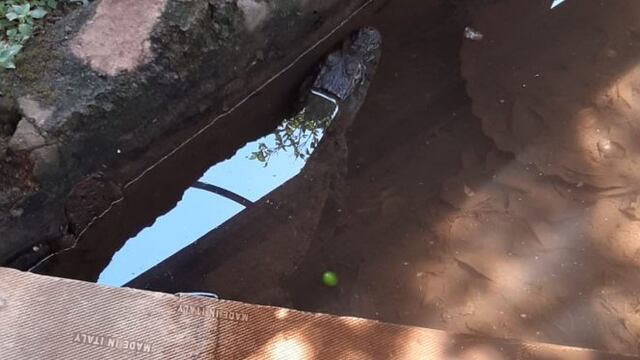 Rescatan un Yacaré del patio de una casa en Posadas.