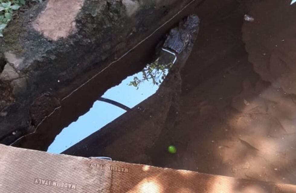 Rescatan un yacaré del patio de una casa en Posadas