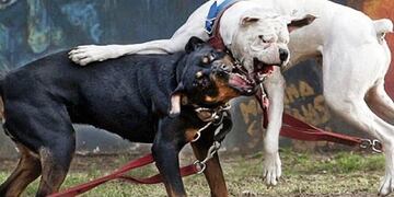 Eldorado: un policía le disparó al perro del vecino cuando peleaba contra el suyo. IMAGEN ILUSTRATIVA