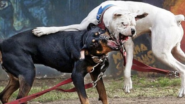 Eldorado: un policía le disparó al perro del vecino cuando peleaba contra el suyo. IMAGEN ILUSTRATIVA