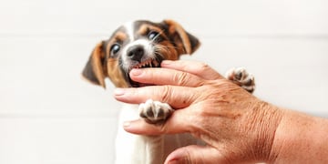 Por qué mi perro me muerde la mano, según los expertos.