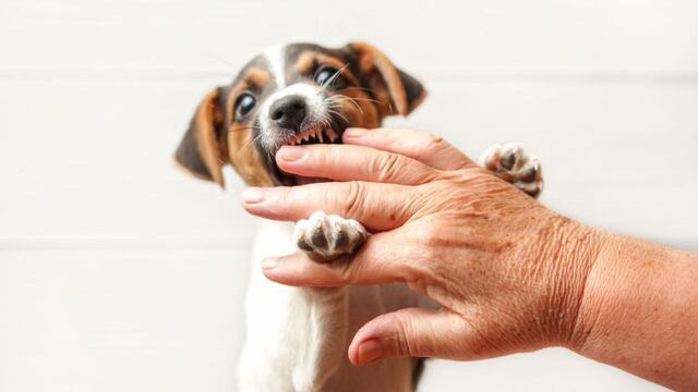 Por qué mi perro me muerde la mano, según los expertos.