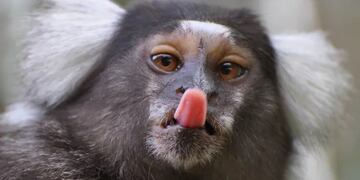 Se robaron un mono tití del Bioparque de La Plata.