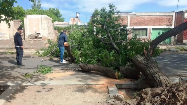 Las ráfagas de viento superaron los 100 kilómetros lo que generó la caída de decenas de árboles y grandes ramas en distintas zonas de San Rafael.