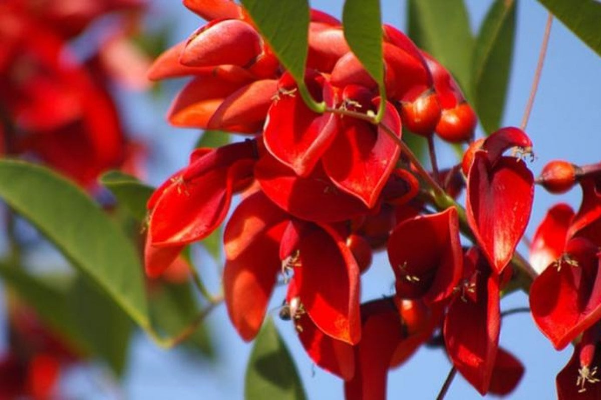 Optar por especies nativas como el ceibo, el lapacho o el espinillo favorece la biodiversidad y el equilibrio ambiental.