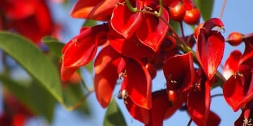 Ceibo - Flor Nacional