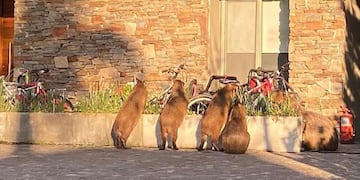 Nordelta. Carpinchos invadieron esa localidad de Tigre.