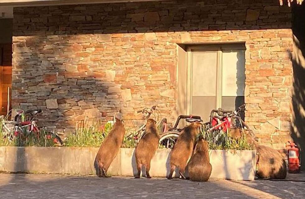 El creador de Nordelta se mostró a favor de los carpinchos: “Son seres indefensos y divinos”