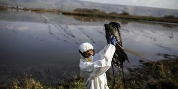 Nuevos casos de gripe aviar en Argentina.