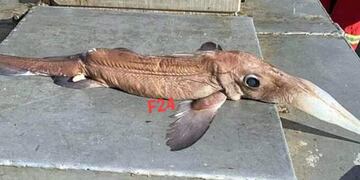 Extraño pez en Federación