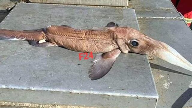 Extraño pez en Federación