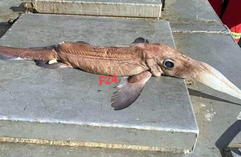 Federación: extraño hallazgo en las aguas del Río Uruguay