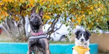 Río Grande: ciudad mascotera y responsable