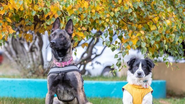 Río Grande: ciudad mascotera y responsable
