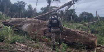 Detecta tala ilegal en Puerto Piray.