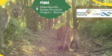 Parque Provincial Urugua-í: un puma y sus crías fueron registradas por cámaras. Foto: Red Yaguareté
