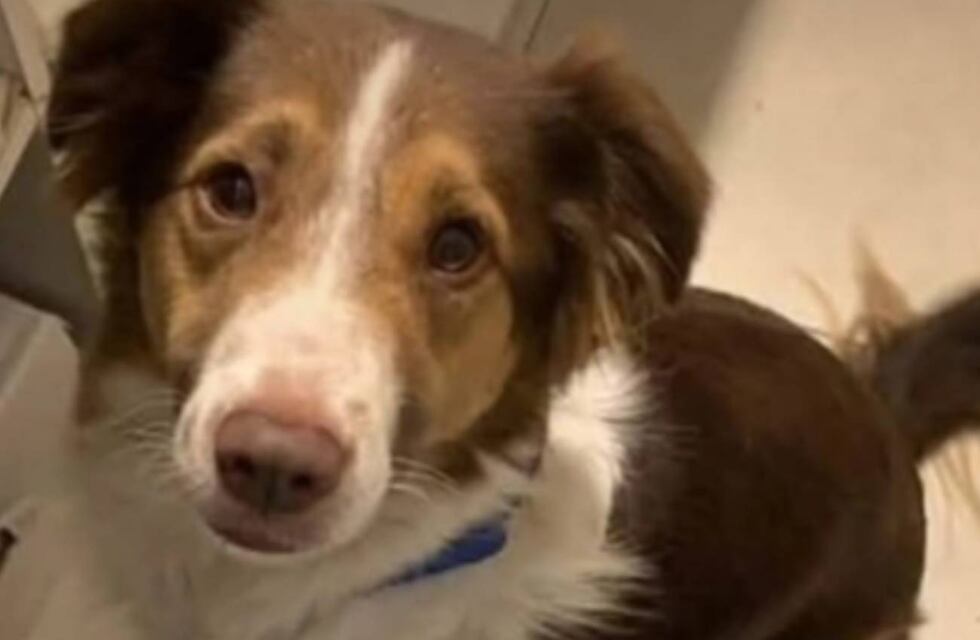 Perro muerto en un auto de Rosario: la dueña puede pagar hasta $ 355.000 de multa