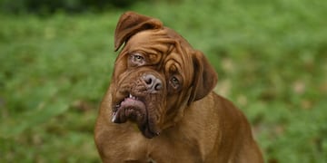 Iniciativa solidaria para las mascotas.