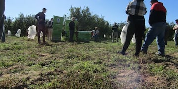 El pomelo es uno de los productos exportables de la provincia de Corrientes