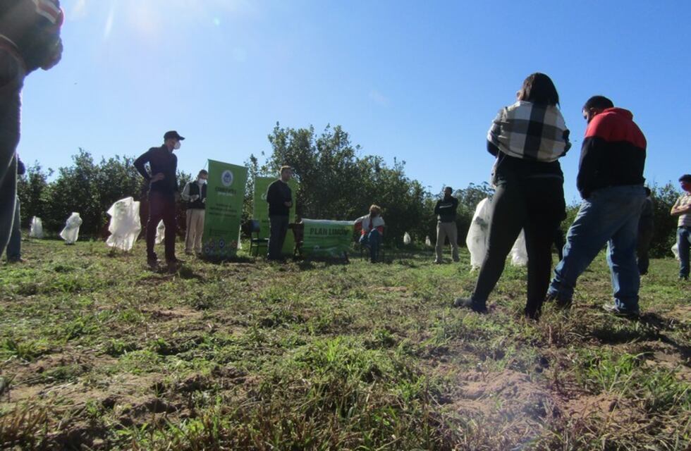 Bella Vista refuerza su potencial citrícola con la incorporación de 80 nuevos productores