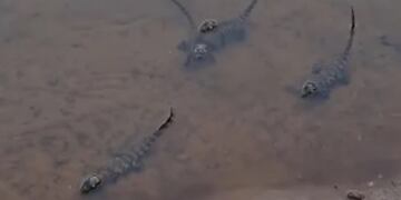 Parque Nacional Iguazú: filman a un grupo de yacarés overos bebés. Captura pantalla.