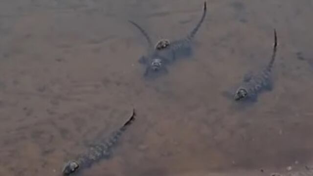 Parque Nacional Iguazú: filman a un grupo de yacarés overos bebés. Captura pantalla.