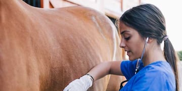 La importancia del control veterinario y la observación para la prevención y diagnóstico precoz de la enfermedad. FOTO ILUSTRATIVA.