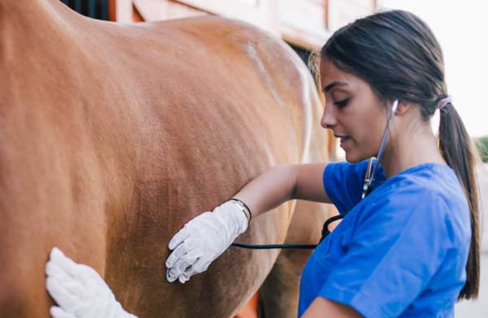 Alerta encefalomielitis equinas: cómo cuidar a los caballos y a las personas