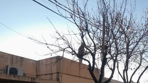 Poda en el barrio Fasoli