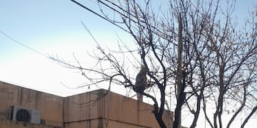 Poda en el barrio Fasoli