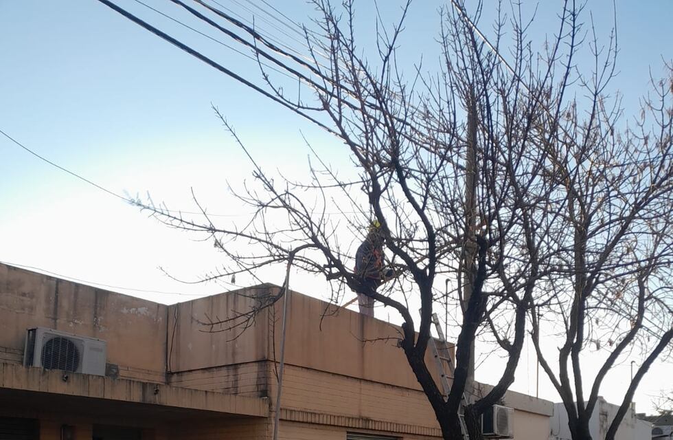 La poda urbana sigue su curso con nuevas intervenciones en barrio Fasoli