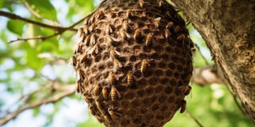 Abejas lo picaron e hicieron que caiga 9 metros de altura en Córdoba.