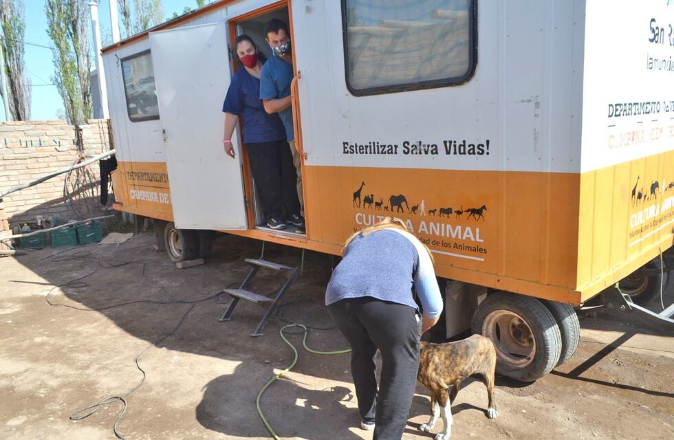 En 10 años se realizaron más de 15.000 castraciones y esterilizaciones de mascotas y animales de la calle