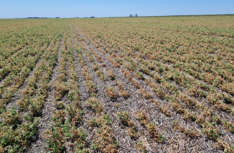 El Gobierno declaró la emergencia agropecuaria en Buenos Aires tras el fuerte golpe de la sequía